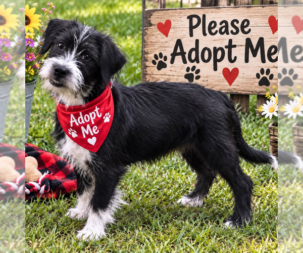 Medium Photo #3 Affenpinscher-Unknown Mix Puppy For Sale in Yardley, PA, USA