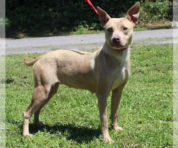 Medium Photo #1 Mutt Puppy For Sale in Prattville, AL, USA