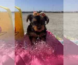 Yorkshire Terrier Puppy for sale in LANCASTER, MO, USA