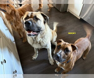 ROCKY BOY - Male Bull Terrier-Unknown Mix Dog for Adoption - Photo #3