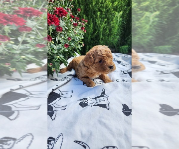 Medium Photo #3 Cavapoo mix (+ Poodle Miniature) Puppy For Sale in GREENWOOD, WI, USA