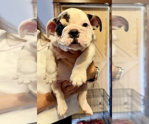 Bulldog Puppy for sale in HINTON, IA, USA