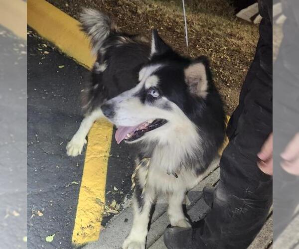 Medium Photo #1 Alaskan Malamute-Unknown Mix Puppy For Sale in San Antonio, TX, USA