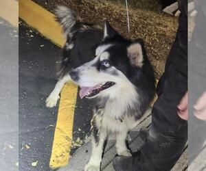 Alaskan Malamute-Unknown Mix Dogs for adoption in San Antonio, TX, USA