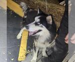 Small Alaskan Malamute Mix
