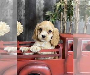 Cocker Spaniel Puppy for sale in CANOGA, NY, USA