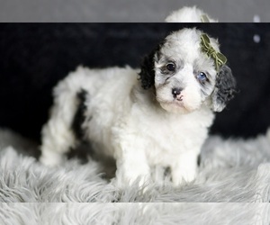 Medium Poodle (Toy)