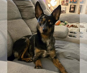 Mutt Dogs for adoption in FAIRLAWN, OH, USA