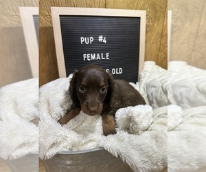 Dachshund Puppy for sale in CONCORDIA, MO, USA