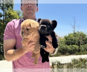 French Bulldog Puppy for Sale in SAN DIEGO, California USA