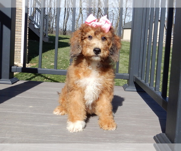 Medium Photo #4 Aussiedoodle Miniature  Puppy For Sale in MILLERSBURG, OH, USA