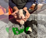 Puppy Puppy 1 Boston Terrier