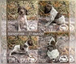 Small #1 German Shorthaired Pointer