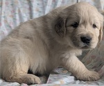 Small #3 Golden Retriever
