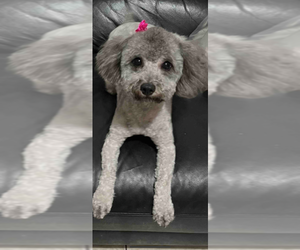 Poodle (Toy) Puppy for sale in JERICHO, NY, USA