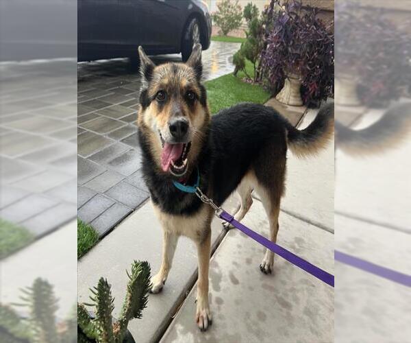 Medium Photo #2 German Shepherd Dog-Unknown Mix Puppy For Sale in Las Vegas, NV, USA