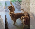 Small #2 Golden Retriever