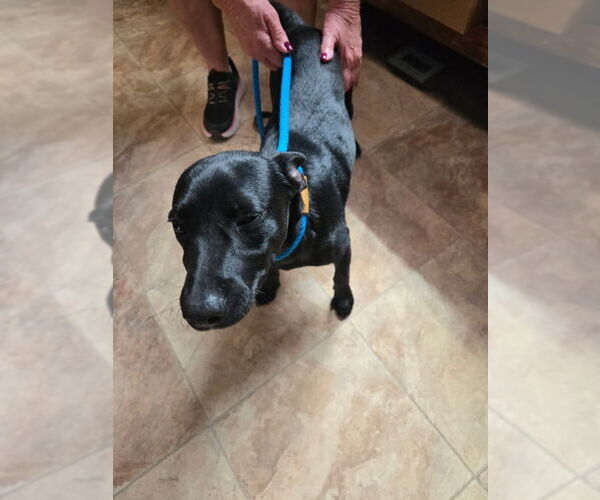 Medium Photo #5 Dachshund-Labrador Retriever Mix Puppy For Sale in Monte Vista, CO, USA