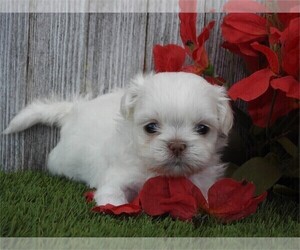 Shih Tzu Puppy for sale in BOCA RATON, FL, USA