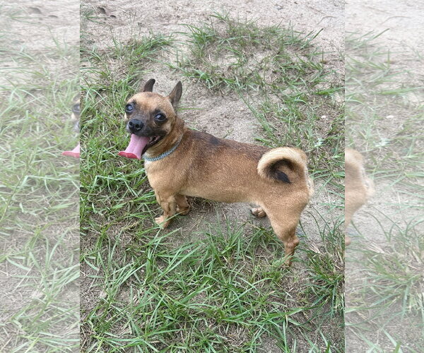 Medium Photo #2 Chihuahua-Unknown Mix Puppy For Sale in Eastman, GA, USA
