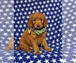 Small Photo #2 Goldendoodle (Miniature) Puppy For Sale in CHRISTIANA, PA, USA