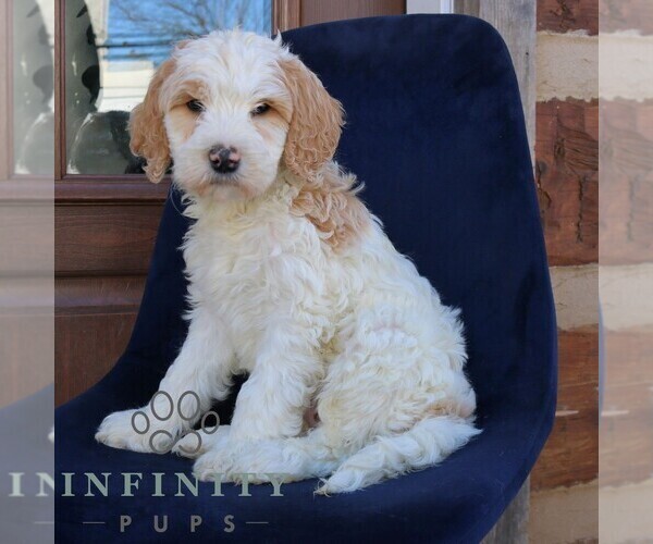 Medium Photo #1 Goldendoodle Puppy For Sale in NARVON, PA, USA