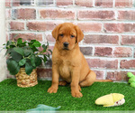 Small #3 Labrador Retriever