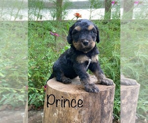 Goldendoodle Puppy for sale in CAPON BRIDGE, WV, USA