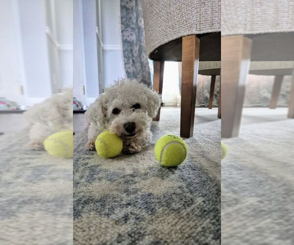Medium Photo #3 Bichon Frise-Unknown Mix Puppy For Sale in Springdale, PA, USA