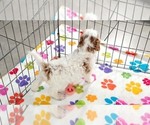 Small #6 Cavapoo (Miniature)-Poodle (Toy) Mix