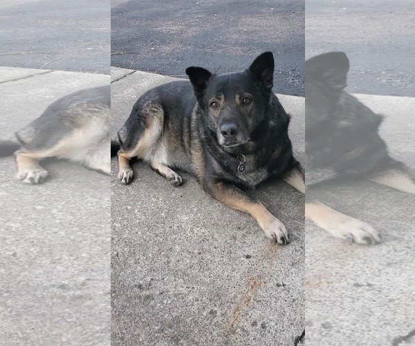 Medium Photo #3 German Shepherd Dog-Unknown Mix Puppy For Sale in Polson, MT, USA