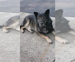Small #2 German Shepherd Dog Mix