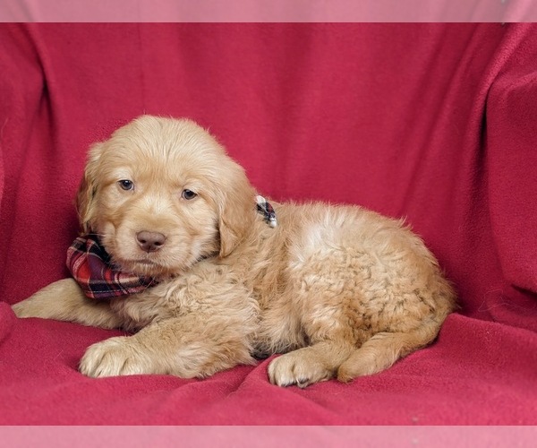 Medium Photo #4 Golden Retriever Puppy For Sale in DELTA, PA, USA
