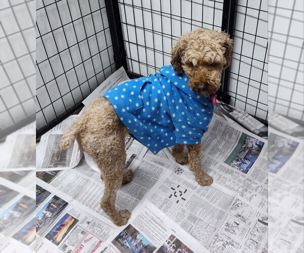 Medium Photo #1 Poodle (Standard) Puppy For Sale in Mukwonago, WI, USA