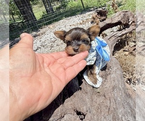Yorkshire Terrier Puppy for sale in CASSVILLE, MO, USA
