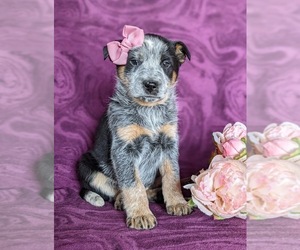 Australian Cattle Dog Puppy for sale in CONESTOGA, PA, USA