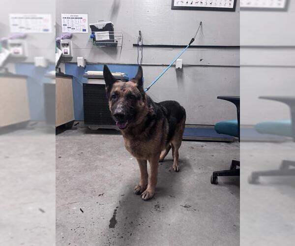 Medium Photo #1 German Shepherd Dog Puppy For Sale in Camarillo, CA, USA