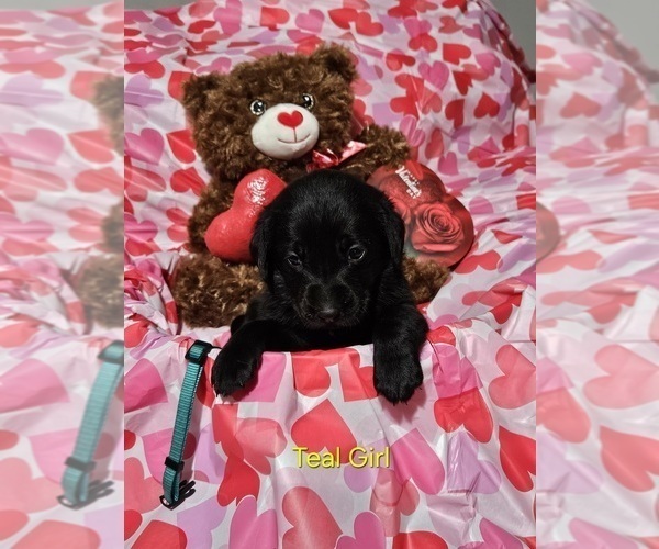 Medium Photo #1 Labrador Retriever Puppy For Sale in CARO, MI, USA