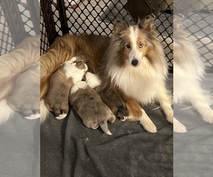 Mother of the Shetland Sheepdog puppies born on 11/30/2022