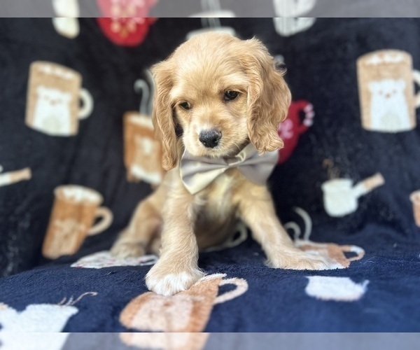 Medium Photo #6 Cocker Spaniel Puppy For Sale in LAKELAND, FL, USA
