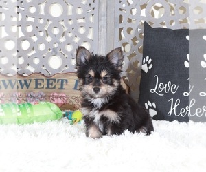 Yoranian Puppy for sale in MOUNT VERNON, OH, USA