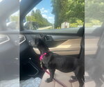 Small #1 Chiweenie