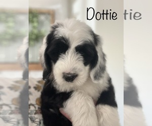 Sheepadoodle Puppy for sale in NEW LONDON, MN, USA