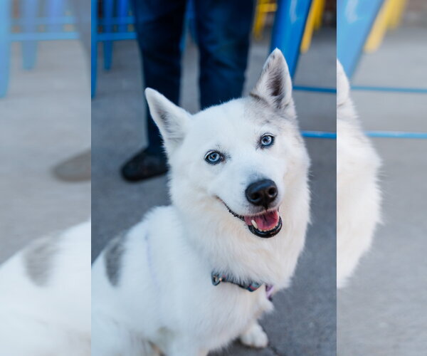 Medium Photo #3 Pomsky Puppy For Sale in St. Louis Park, MN, USA