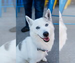 Small #2 Pomsky