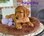 Small #2 Golden Retriever