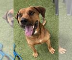 Small American Staffordshire Terrier