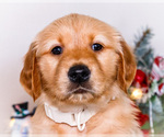 Small #10 Golden Retriever
