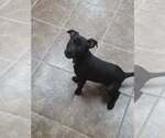 Small Mutt