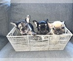 Small Photo #85 French Bulldog Puppy For Sale in COLUMBUS, OH, USA